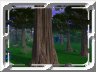 Woodland